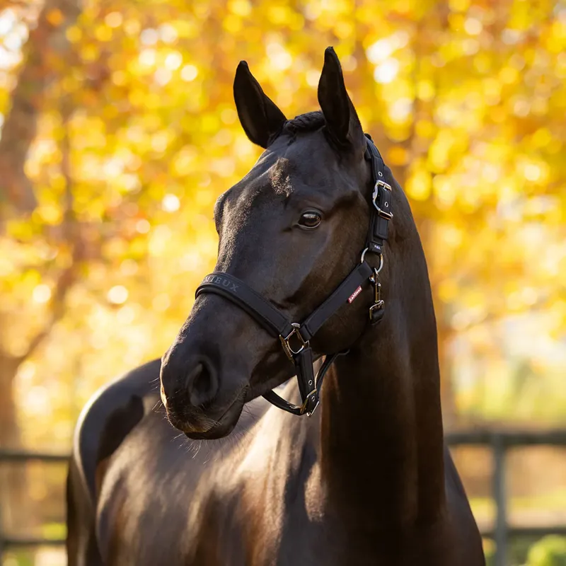 LeMieux Essence Headcollar - Black-1