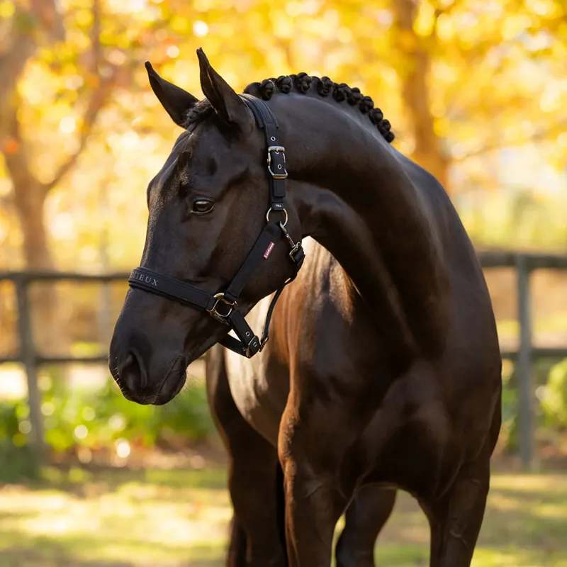 LeMieux Essence Headcollar - Black-3