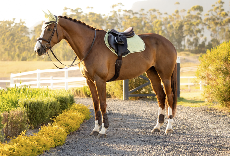 LeMieux Suede Close Contact Square - Macaron-2