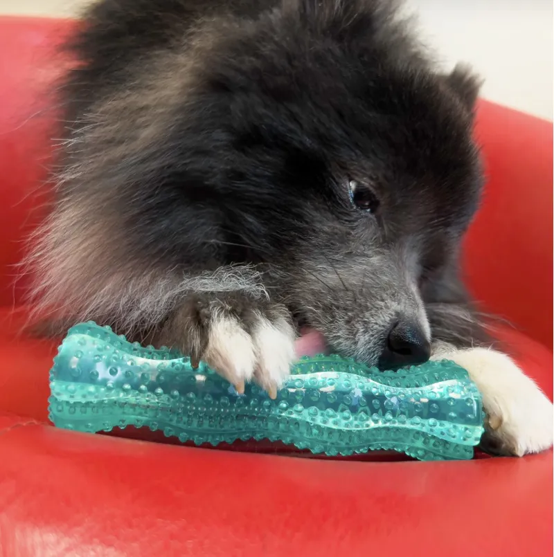 KONG Squeezz Dental Stick Dog Toy-2