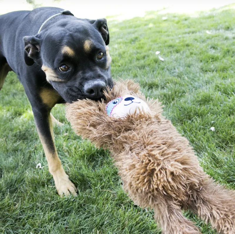 KONG Tuggz - Sloth-2