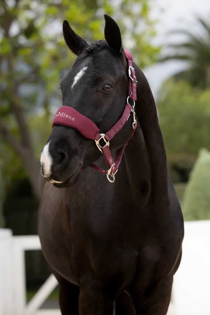 LeMieux Breakaway Vogue Headcollar and Leadrope - Bramble-3