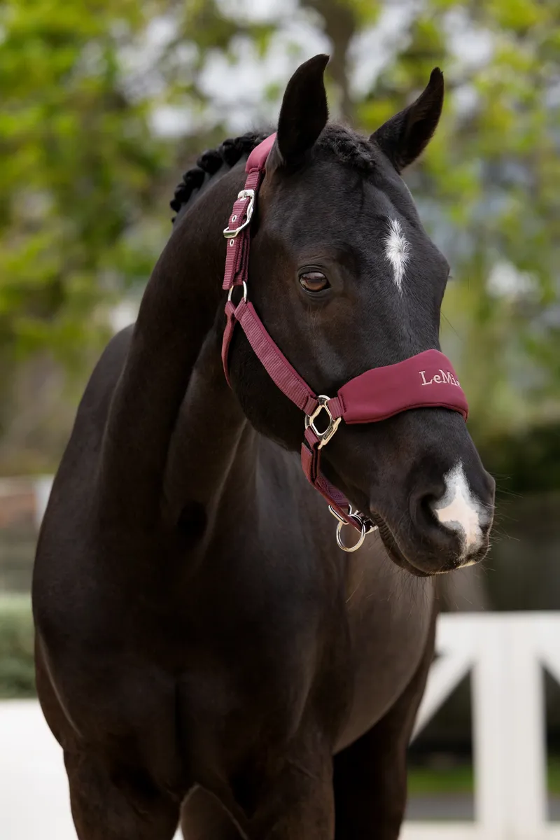 LeMieux Breakaway Vogue Headcollar and Leadrope - Bramble-2