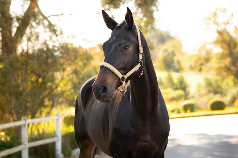 LeMieux Essence Headcollar - Pear-1