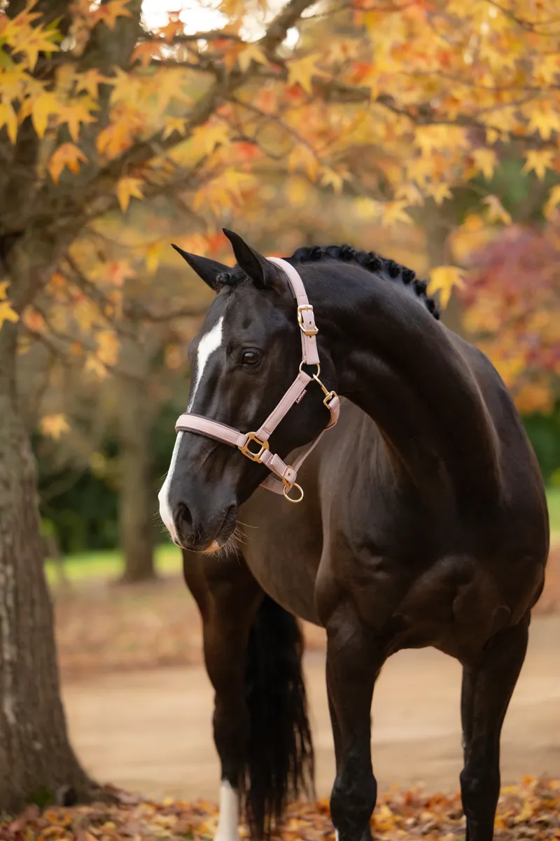 LeMieux Essence Headcollar - Wild Rose-1