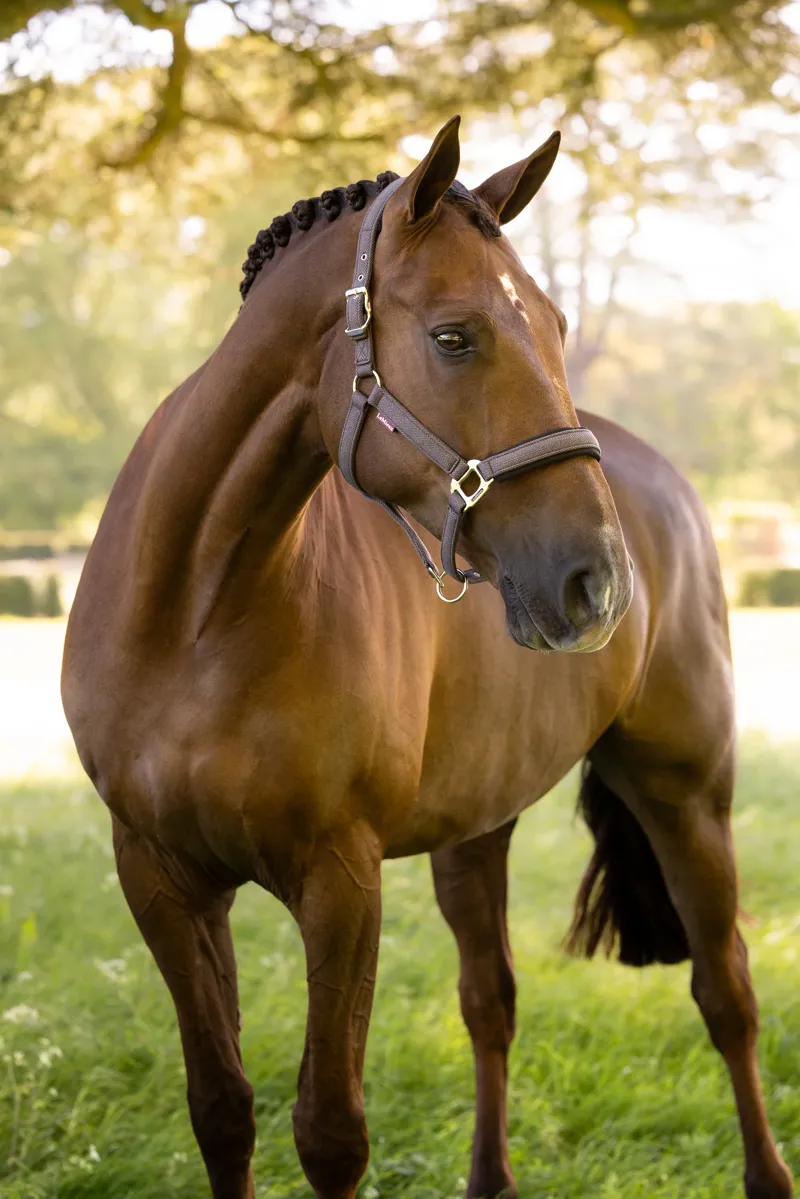 LeMieux Heritage Headcollar - Cocoa-1