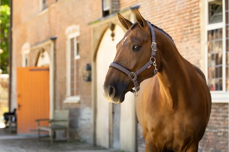 LeMieux Heritage Headcollar - Cocoa-2