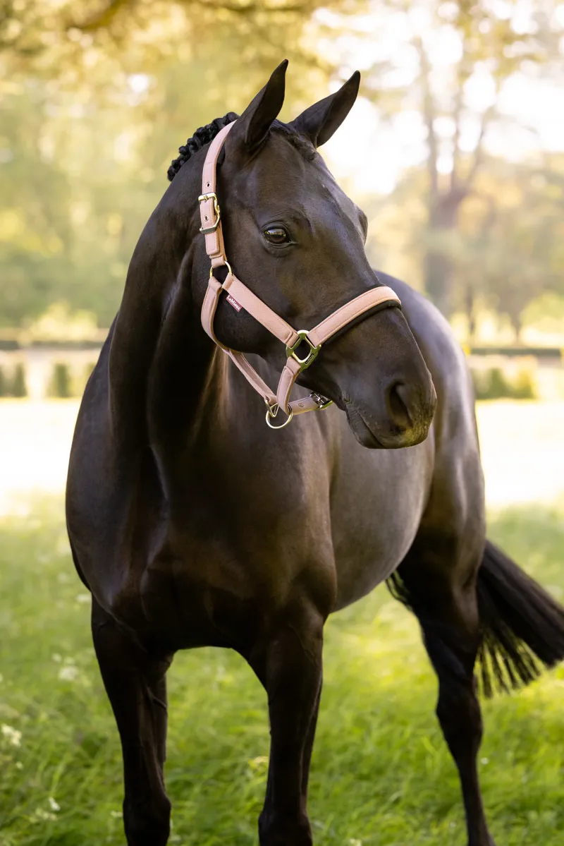 LeMieux Heritage Headcollar - Wild Rose-1