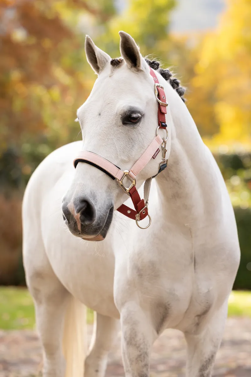 LeMieux Medley Headcollar - Spiced Earth/Petal/Aloe-1