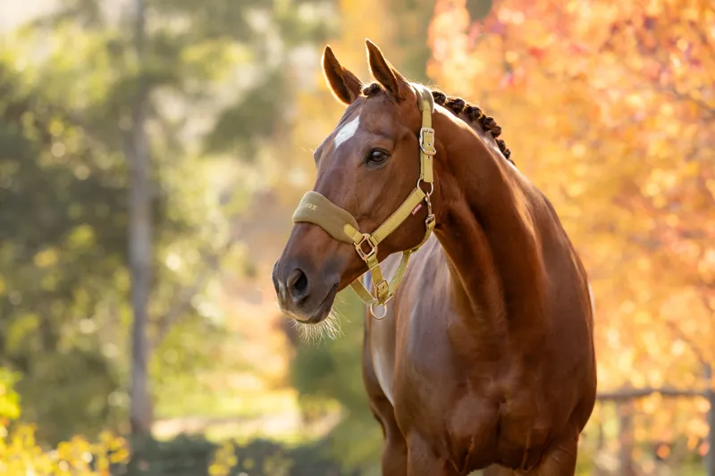 LeMieux Vogue Headcollar and Leadrope - Gooseberry-3