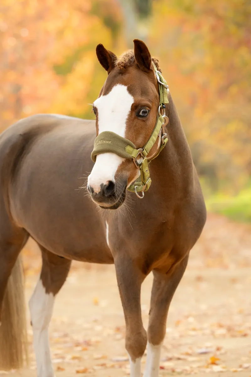 LeMieux Vogue Headcollar and Leadrope - Gooseberry-2