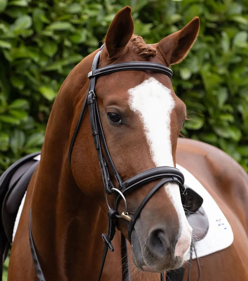 Premier Equine Padded Noseband For Pro Elevator Bridle - Dark Havana-1