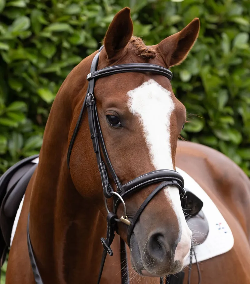 Premier Equine Padded Browband For Pro Elevator Bridle - Dark Havana-5