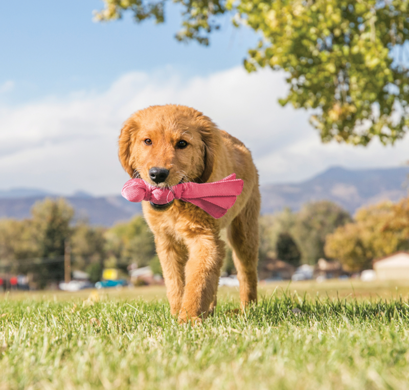 KONG Puppy Wubba Assorted - Pink/Blue -3