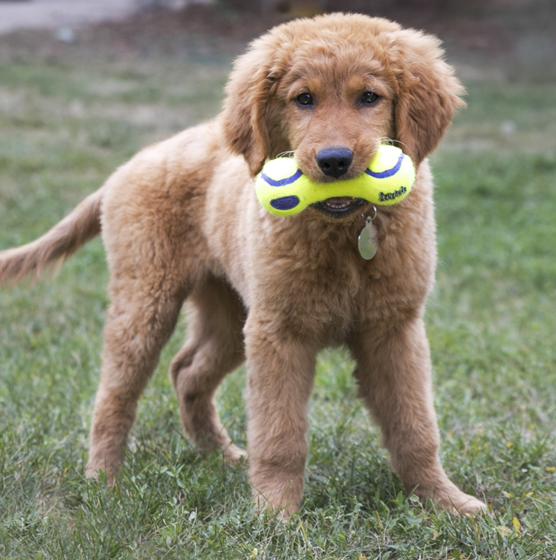 KONG AirDog Dumbell-3