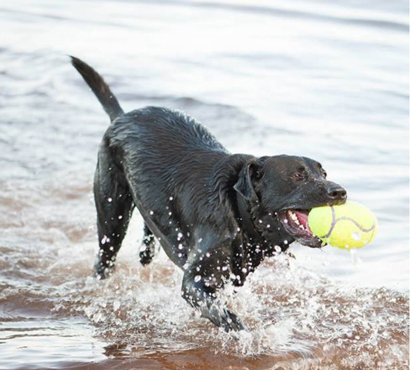 KONG AirDog Football -2