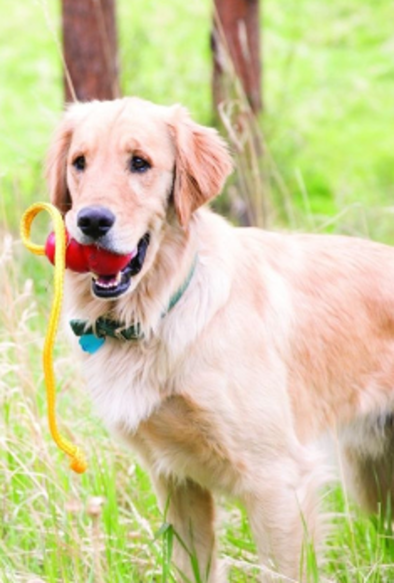 KONG Classic With Rope-4