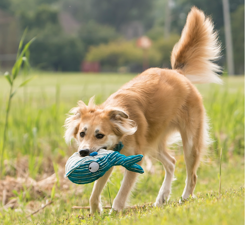 KONG CuteSeas Octopus -2