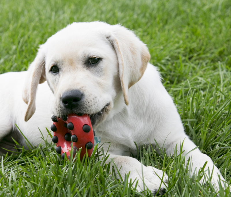 KONG Dotz - Circle-2