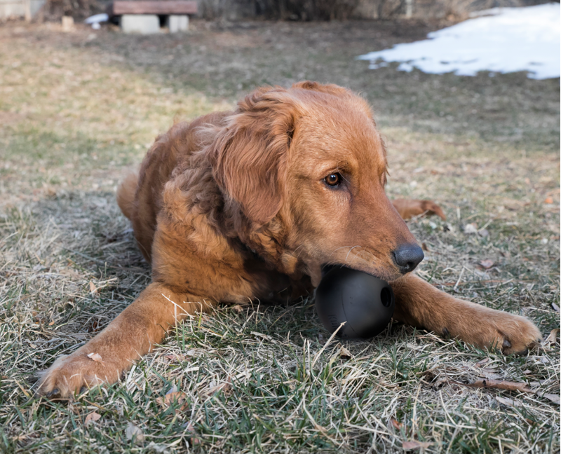 KONG Extreme Ball -2