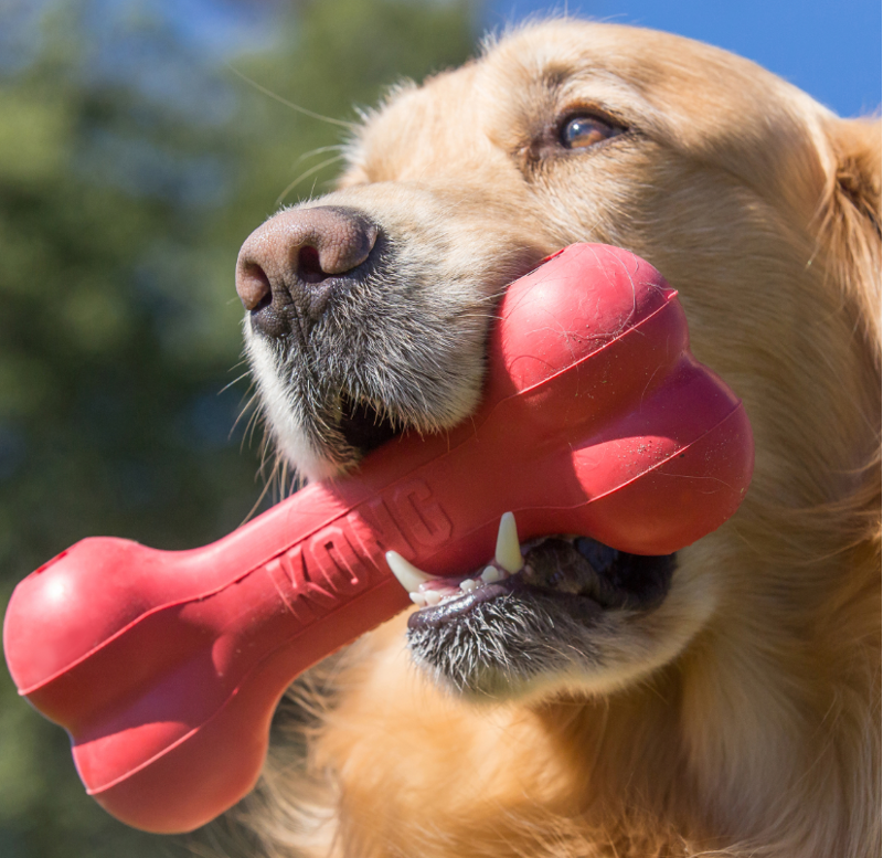 KONG Goodie Bone -4