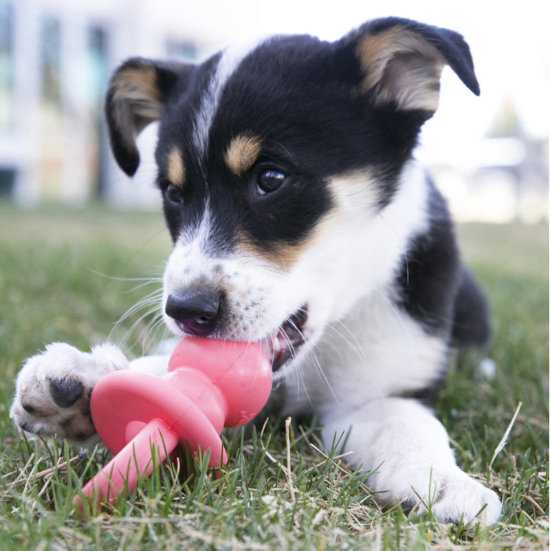 KONG Puppy Binkie -5