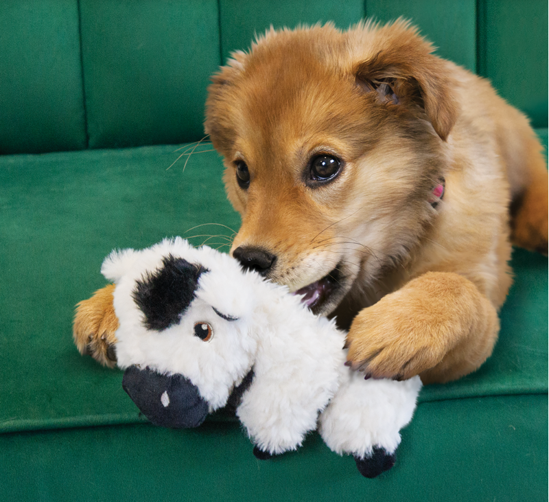 KONG Comfort Tykes Cow-2