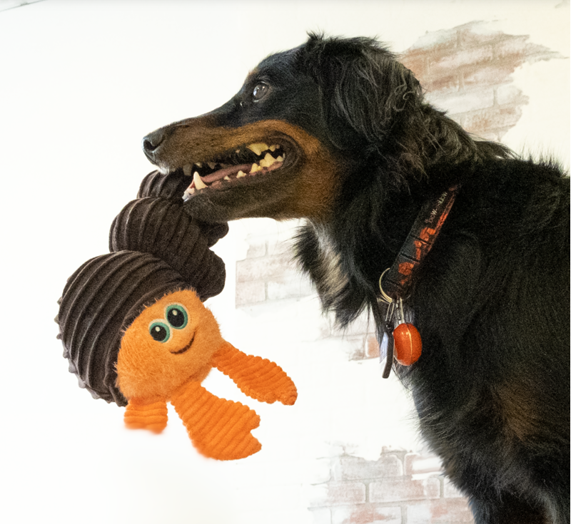 KONG Cuteseas Rufflez Hermit Crab - Small/ Medium dog toy-2