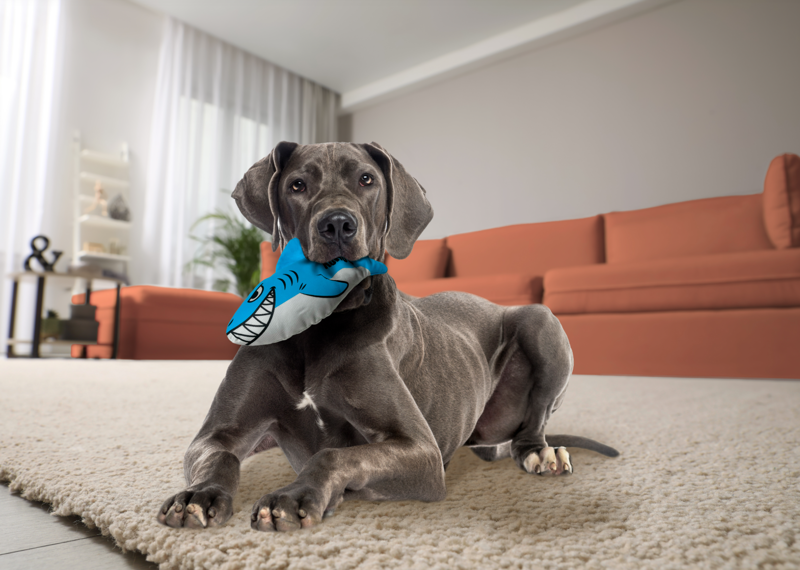 KONG Maxx Shark - Medium -3