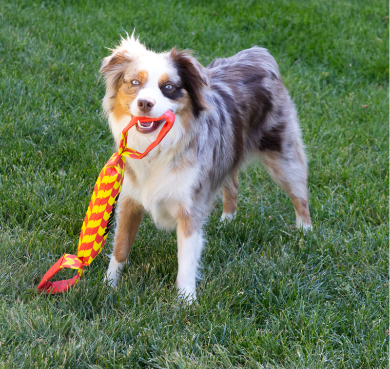 KONG Maxx Tug - Large dog toy-2