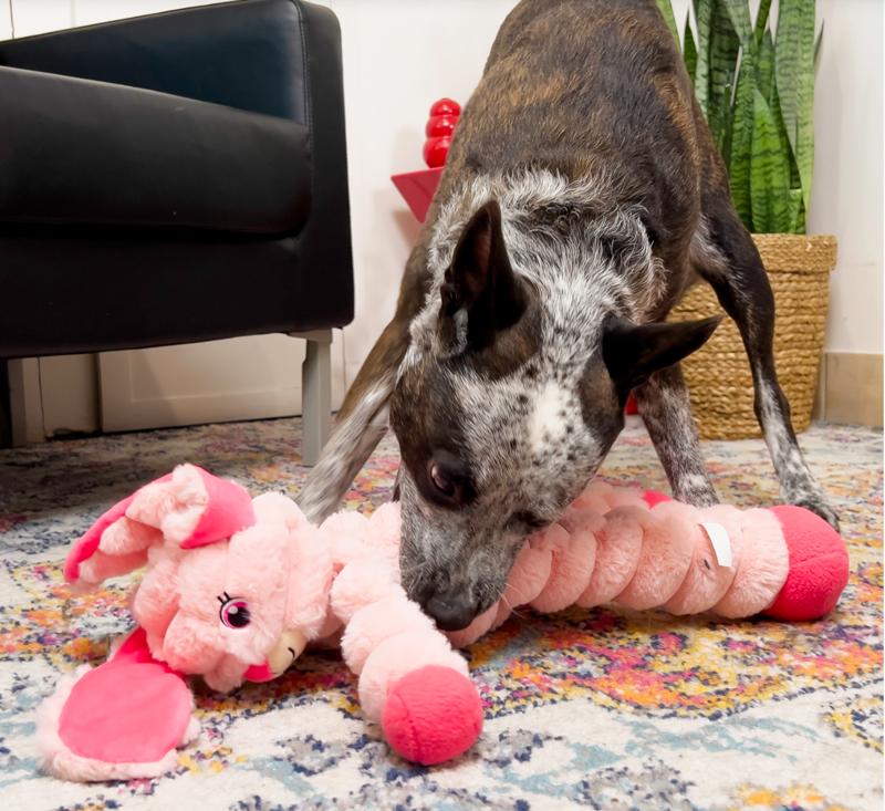 KONG Shakers Crumples Bunny -2