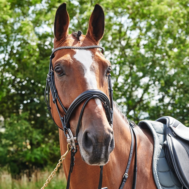 Whitaker BR078 Barton Bling Flash Bridle - Black
