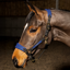 Whitaker HC096 Harewood Headcollar - Navy