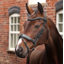 Shires Velociti LUSSO Opus Dressage Flash Bridle - Black