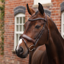 Shires Velociti LUSSO Opus Dressage Flash Bridle - Havana