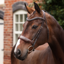 Shires Velociti LUSSO Opus Dressage Cavesson Bridle - Havana
