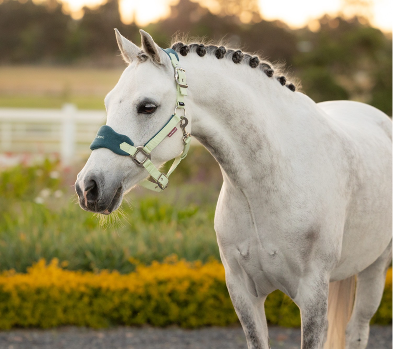LeMieux Mini Vogue Headcollar and Leadrope - Macaron-1