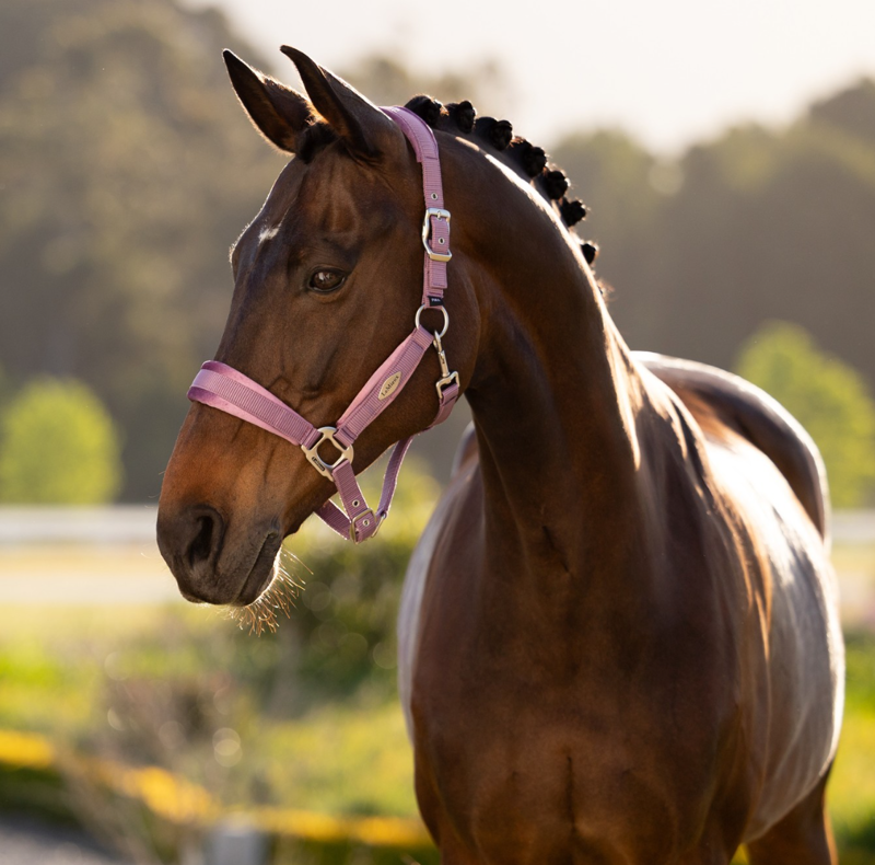 LeMieux Versailles Headcollar - Mallow-1