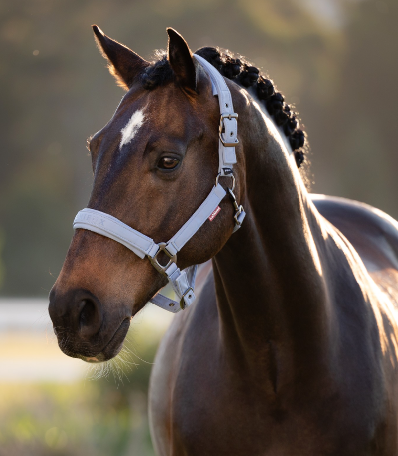 LeMieux Essence Headcollar - Powder Blue-1