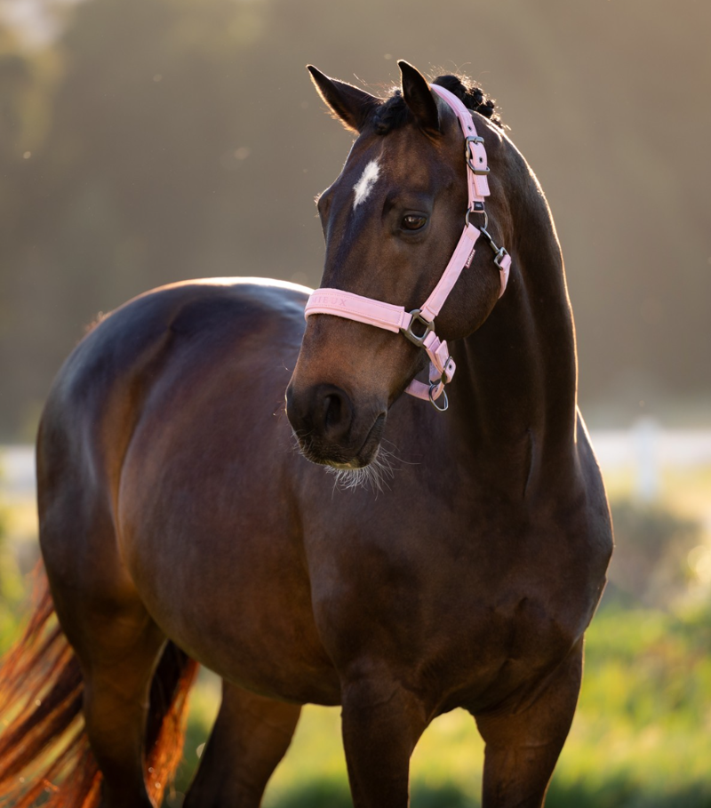 LeMieux Essence Headcollar - Fondant-1