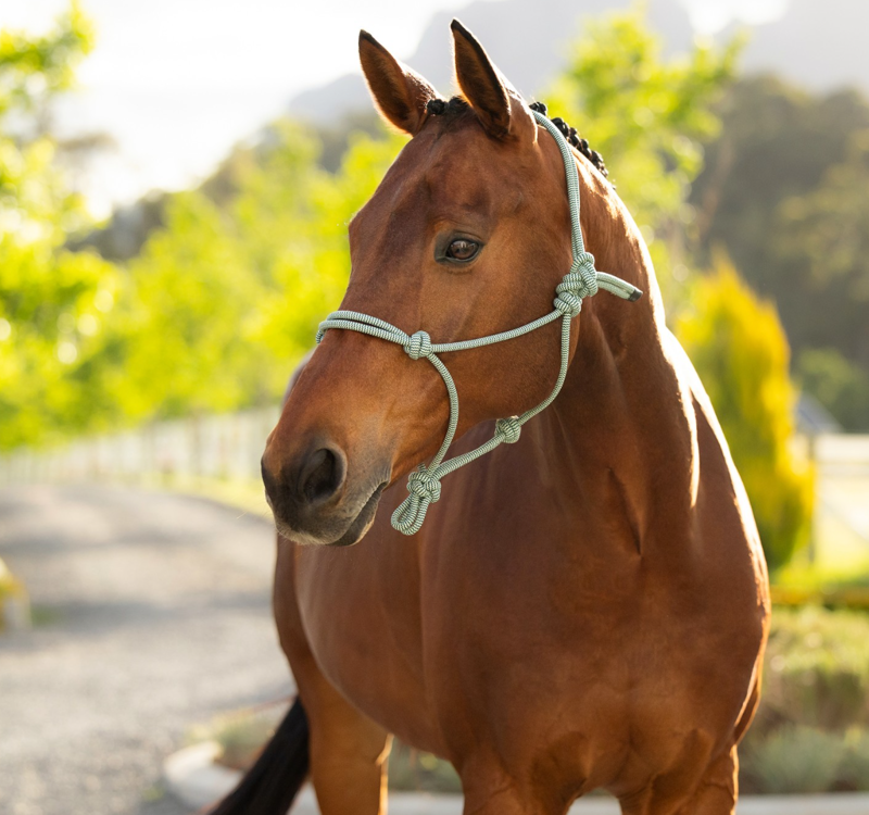 LeMieux Rope Halter - Macaron -1