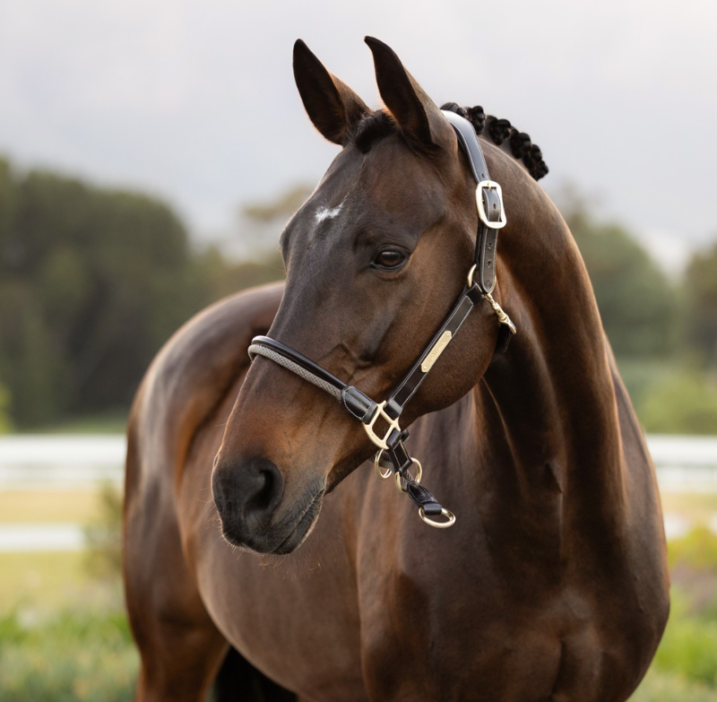 LeMieux Rope Control Headcollar - Pecan-1