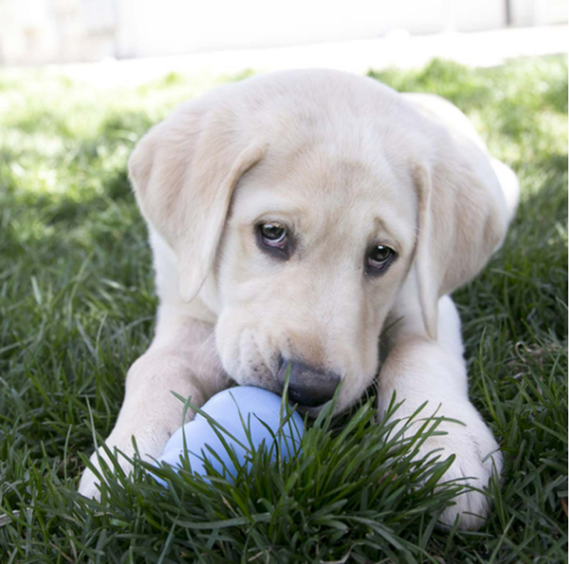 KONG Puppy -2