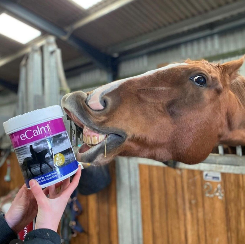 Nettex Equine eCalm Supplement - 1 kg-1