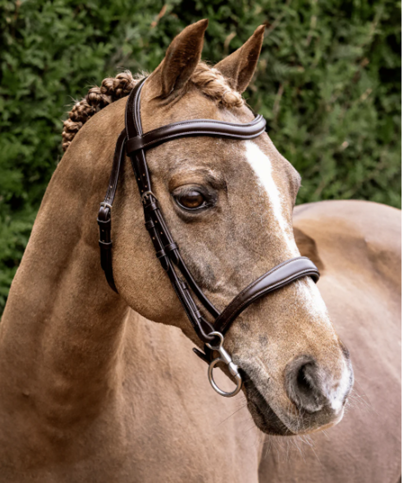 Henry James Saddlery Cavesson Bridle - Brown-2