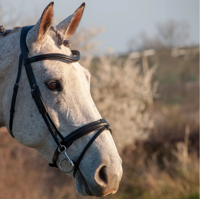 Henry James Saddlery Comfort Flash Bridle - Black-1