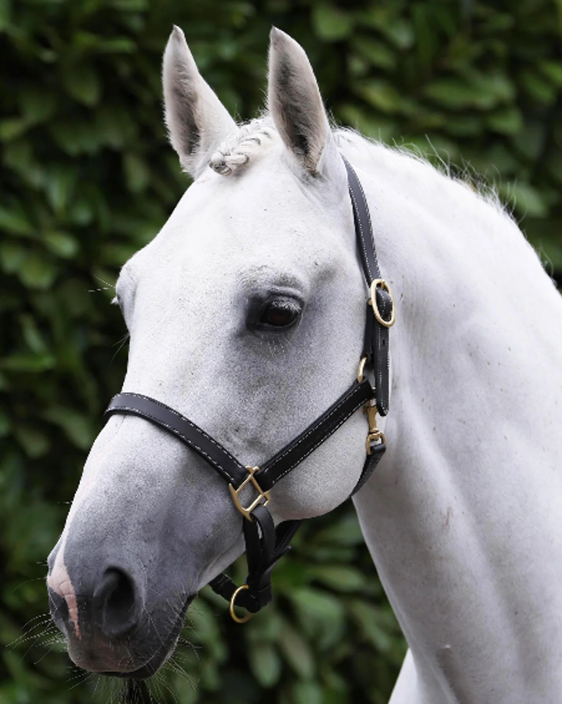 Premier Equine Traditional Leather Headcollar - Black-2