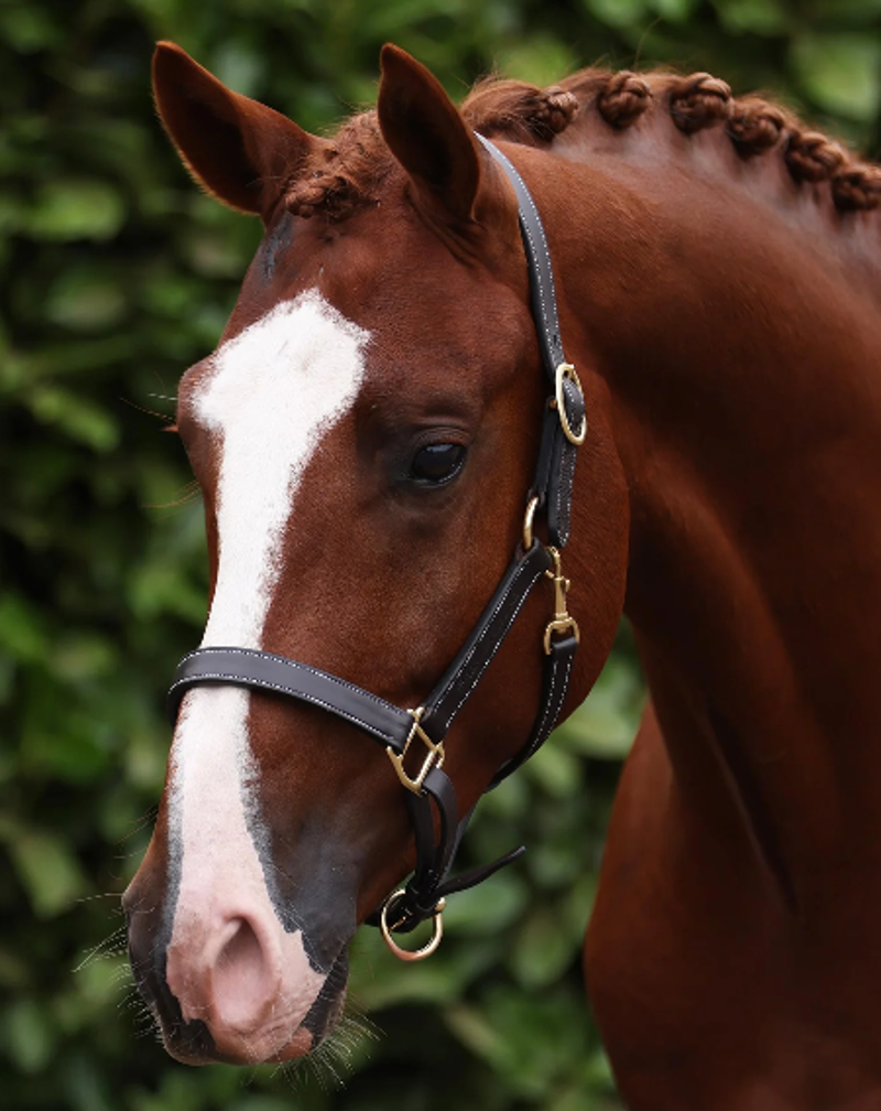 Premier Equine Traditional Leather Headcollar - Havana-1