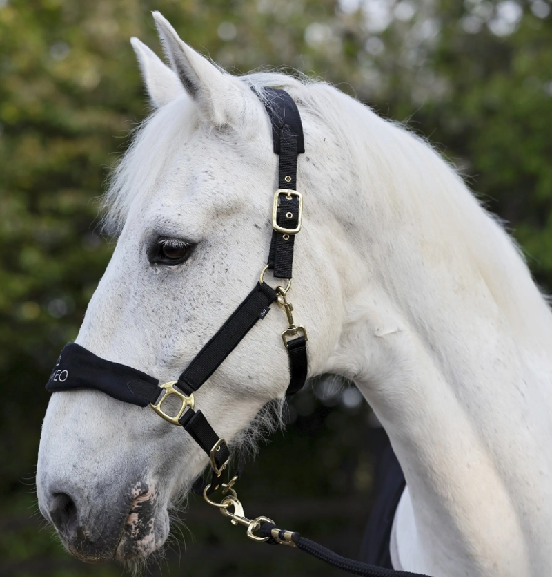 Cameo Suede Elite Headcollar and Leadrope - Black /Gold