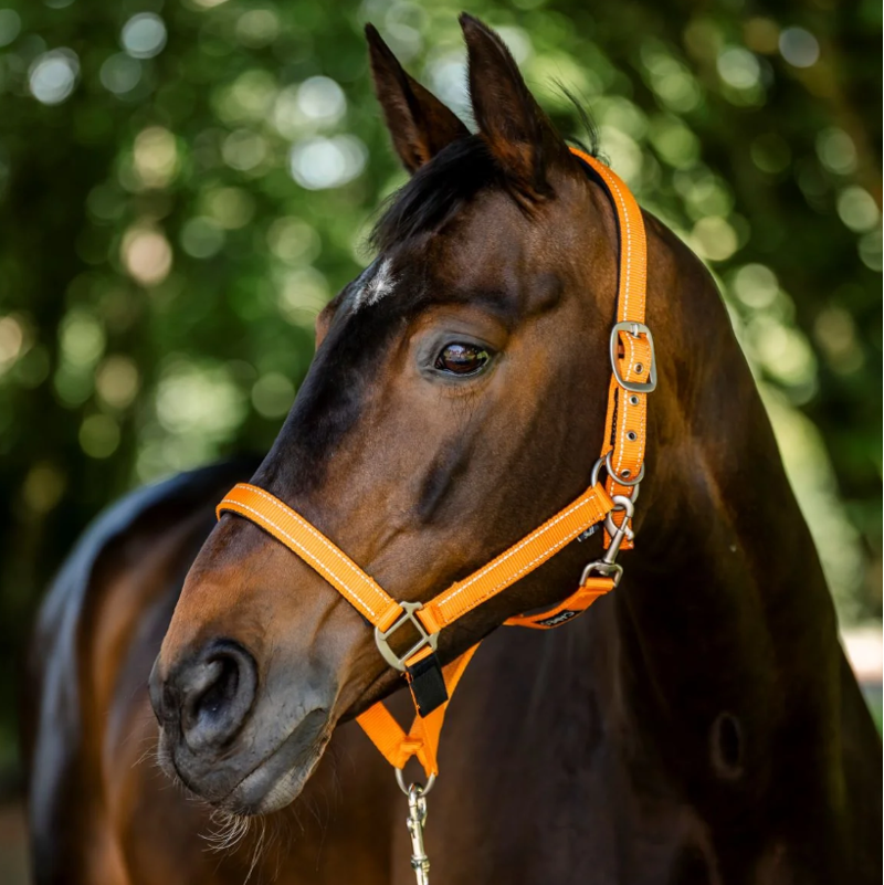Cameo Fieldsafe Headcollar - Reflective - Orange